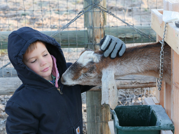 Keeping the Sabbath by Milking Goats