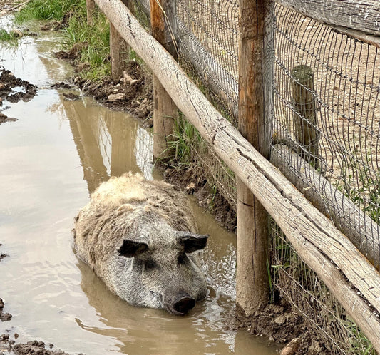 Happy Pig