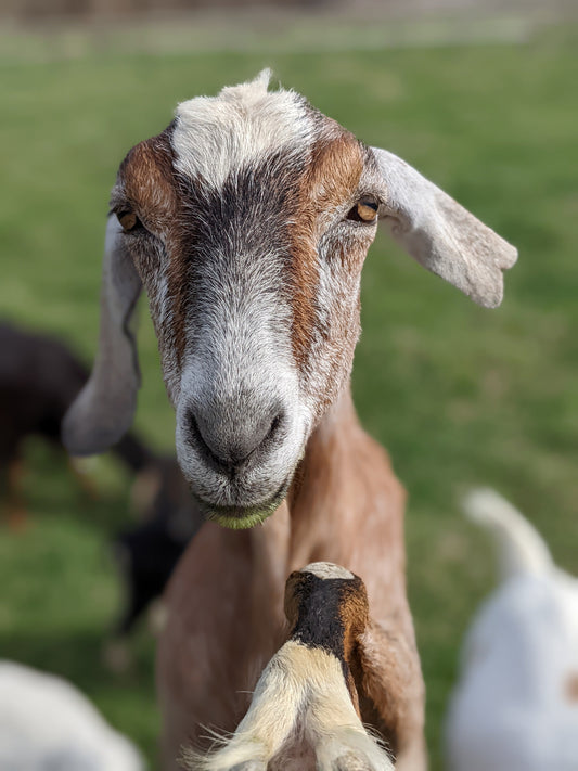 Goats in a Burning Barn