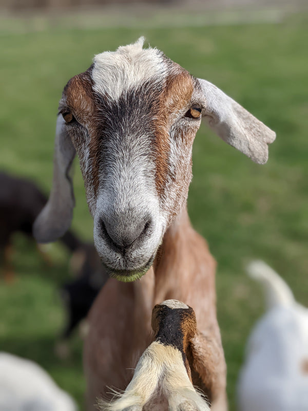 Goats in a Burning Barn
