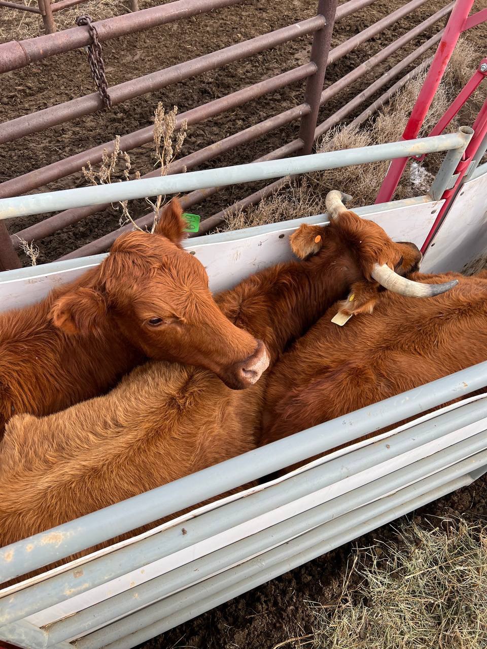 Preg-Checking