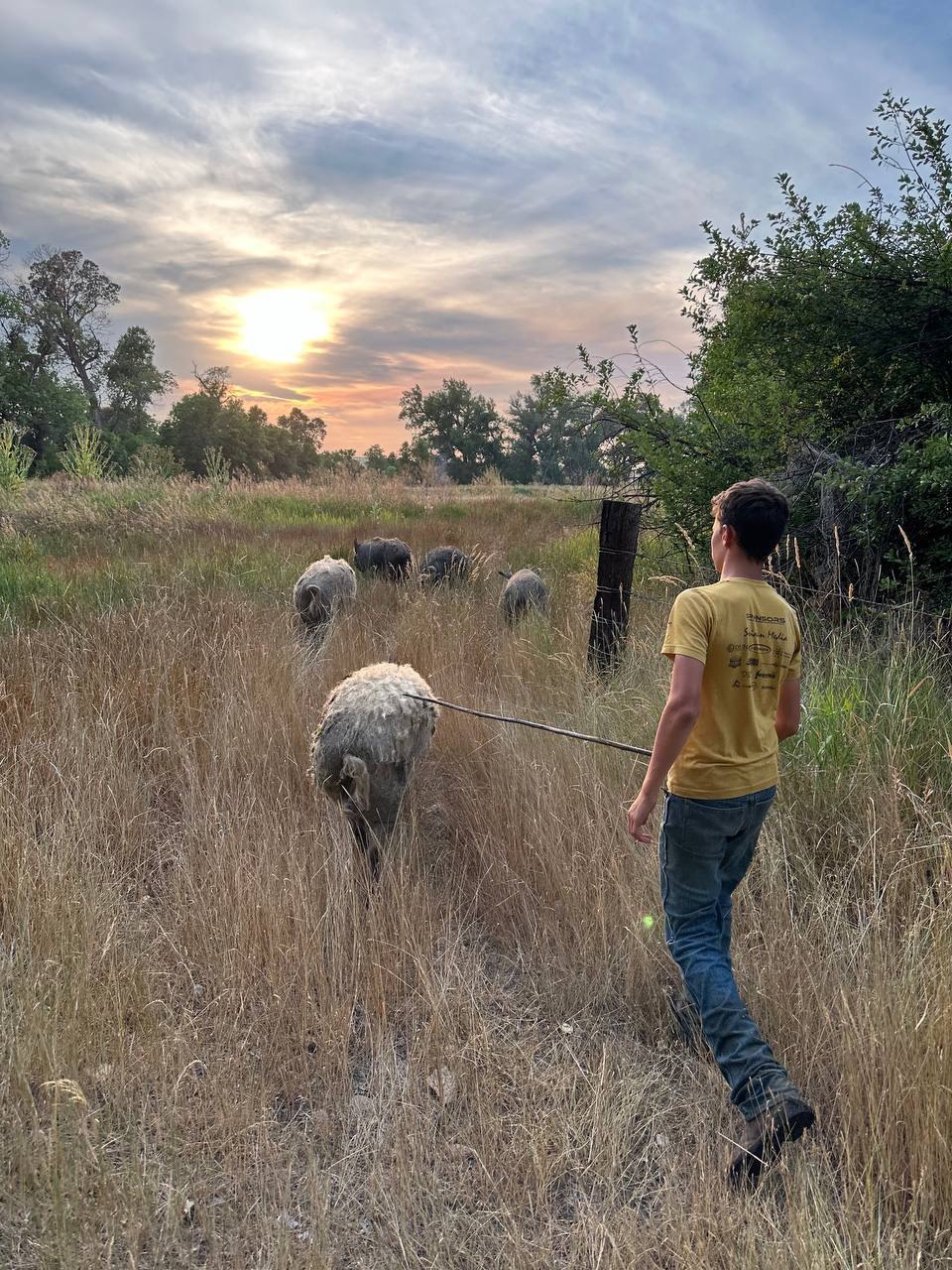 Pigs!